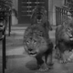 Illustration for article titled iMurders In The Zoo/i